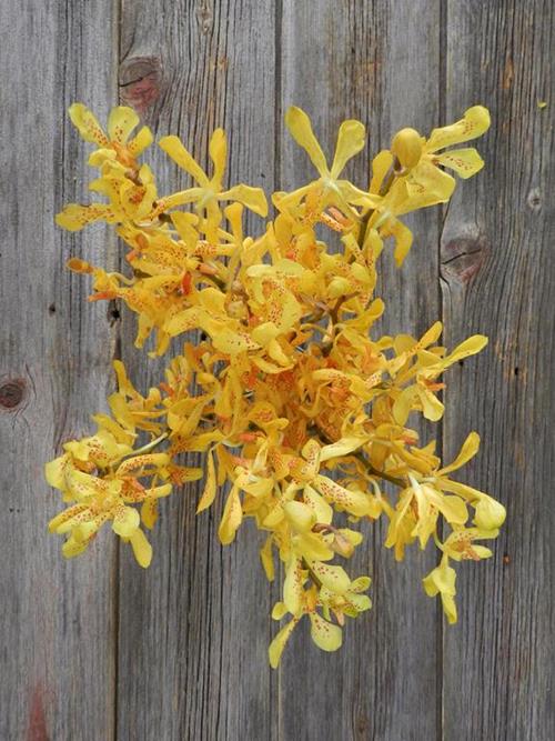 TWILIGHT YELLOW MOKARA ORCHIDS